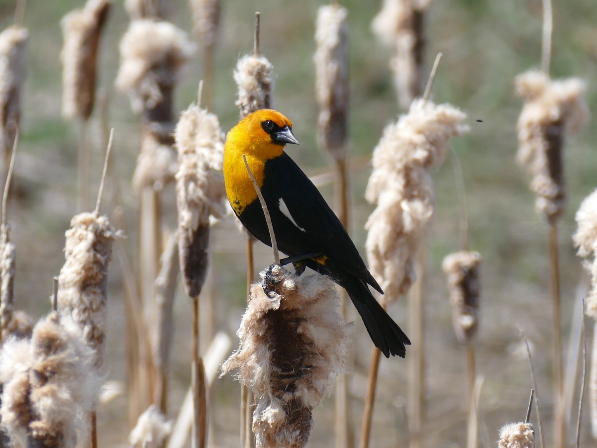 Yellow-headed Blackbird - ML571665871