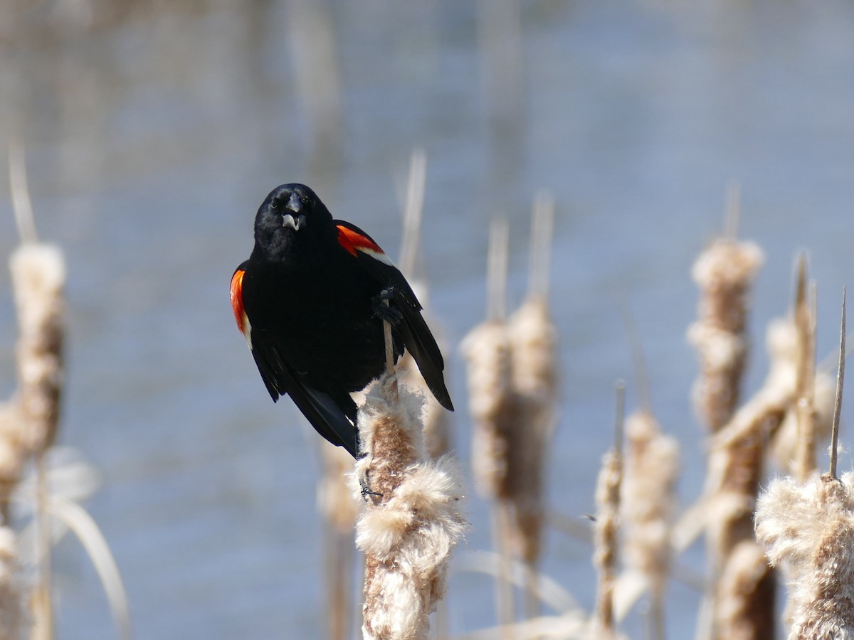 Red-winged Blackbird - ML571666111