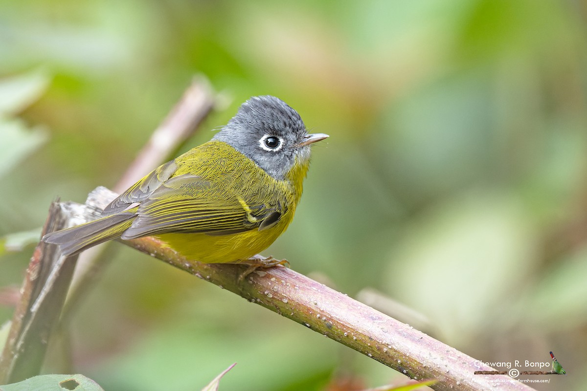 Gray-cheeked Warbler - Chewang Bonpo