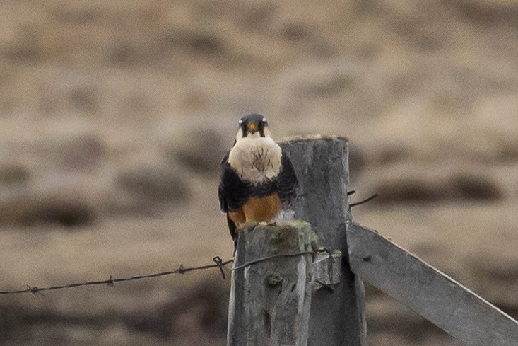 Aplomado Falcon - Andy Pollard / Falklands Nature