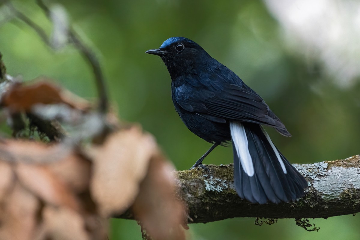 White-tailed Robin - Deepak Budhathoki 🦉