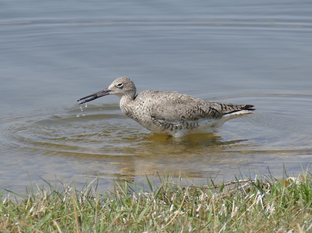 Willet - Paul Richard Cook