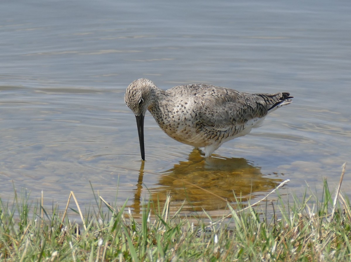 Willet - Paul Richard Cook