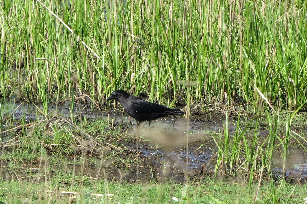 American Crow - ML571667721