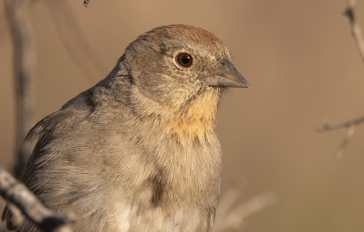 Canyon Towhee - ML571668081