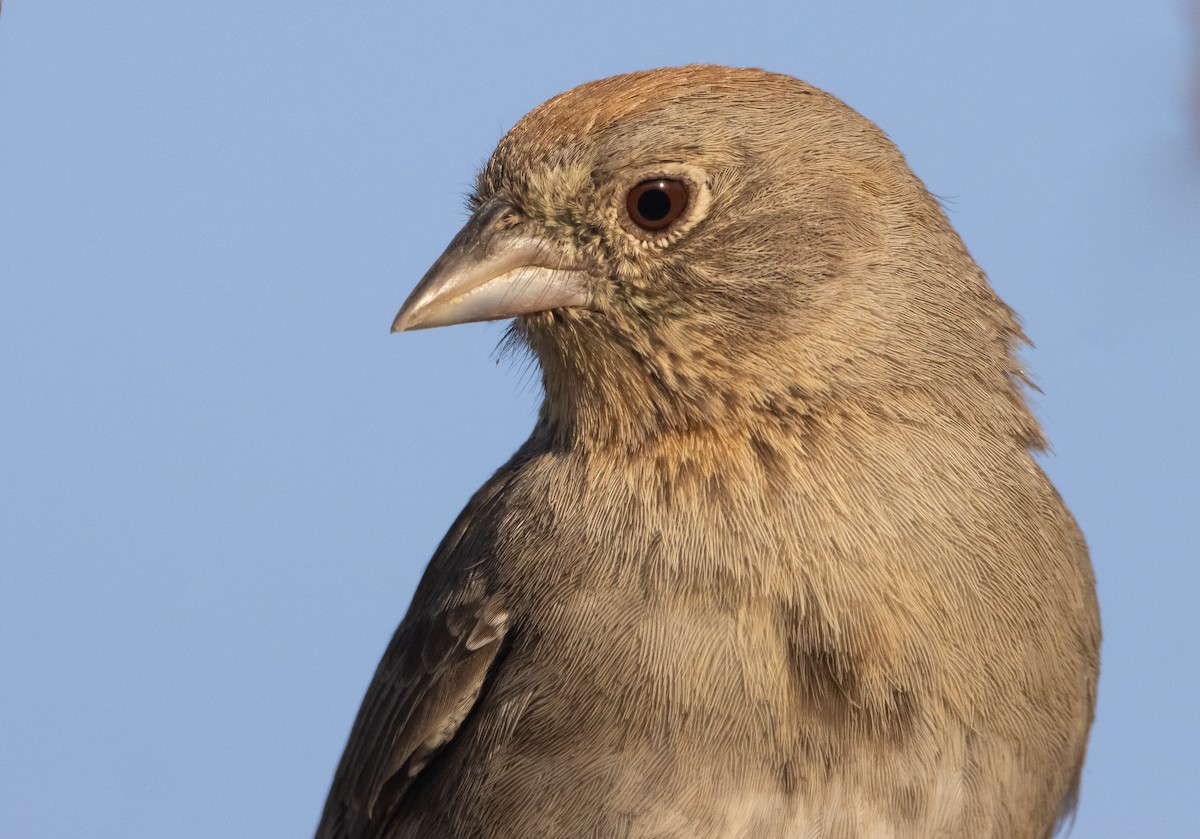 Canyon Towhee - ML571668091