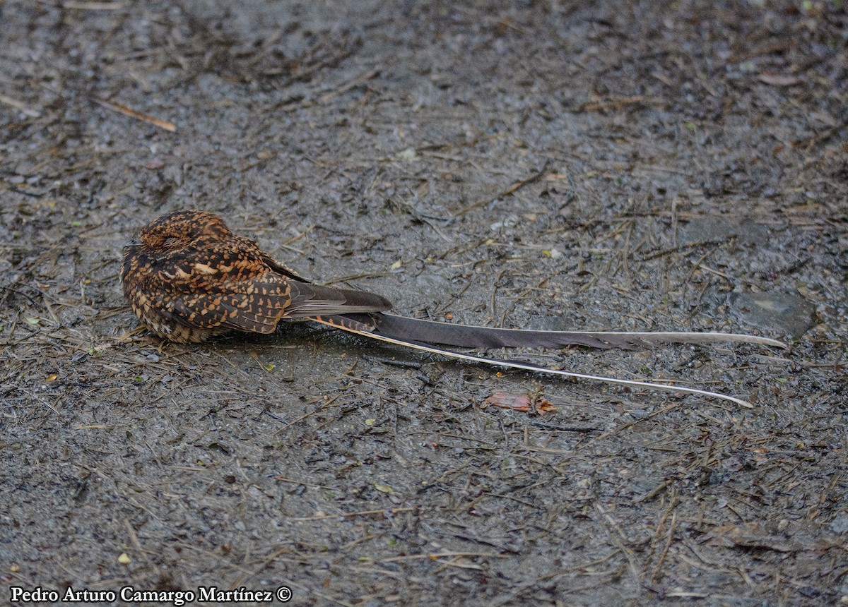 Swallow-tailed Nightjar - ML571668101