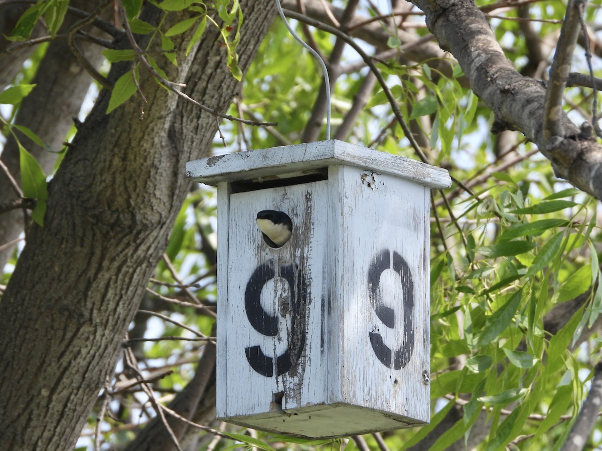 Tree Swallow - ML571668111