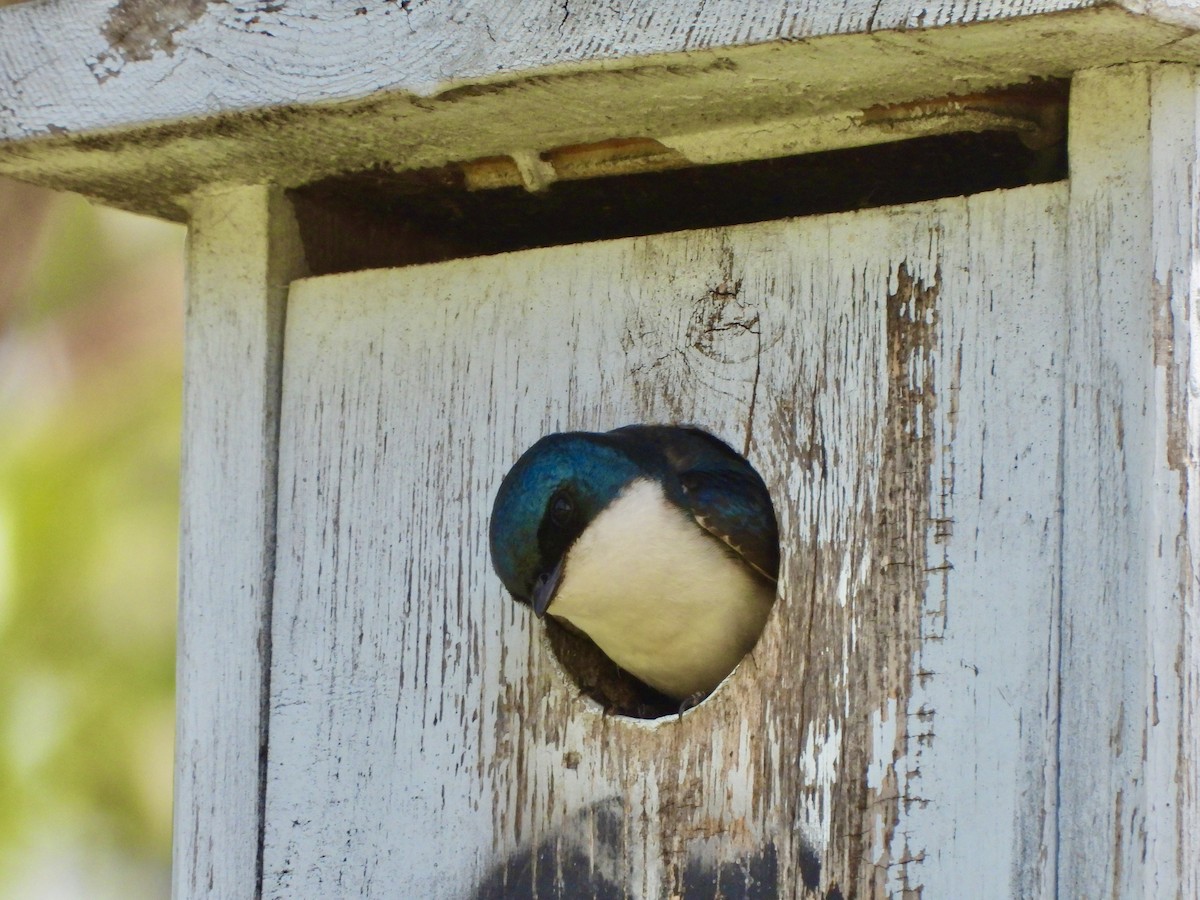 Tree Swallow - ML571668151