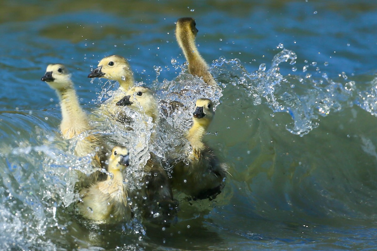 Canada Goose - Thomas Cooper