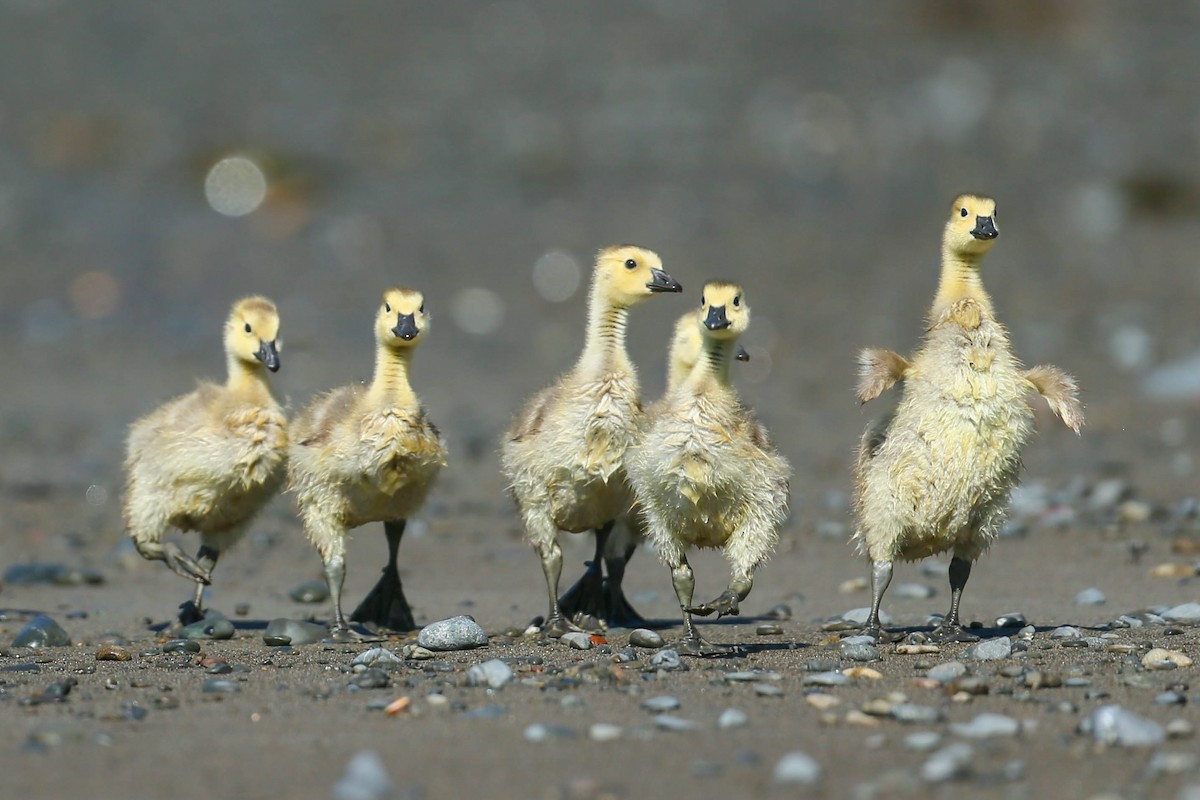 Canada Goose - Thomas Cooper