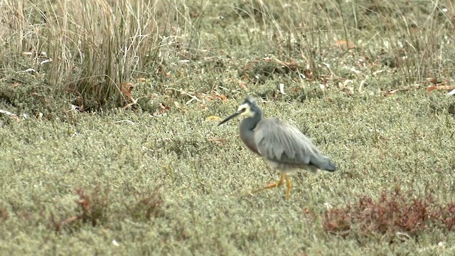 White-faced Heron - ML571669131