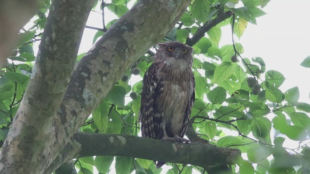 Brown Fish-Owl - ML571669341