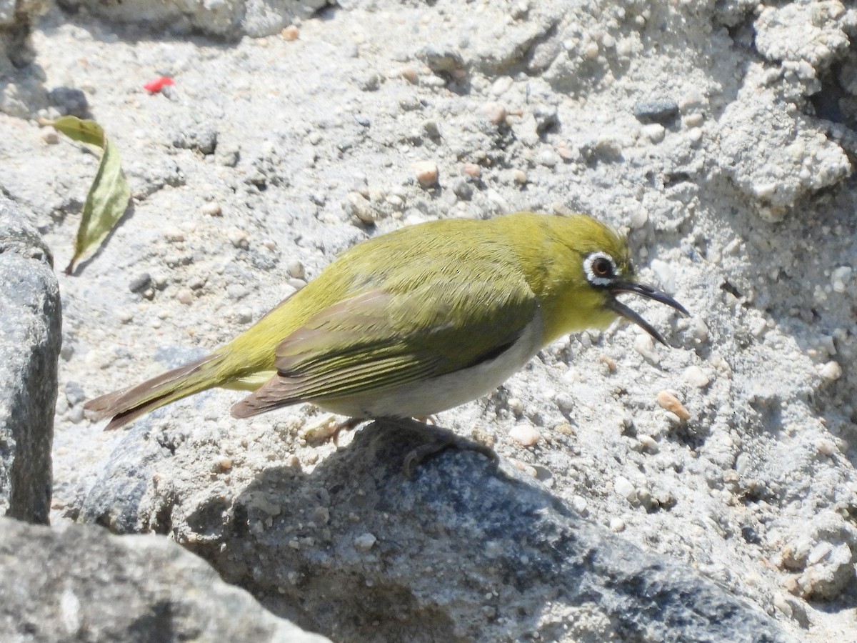 Swinhoe's White-eye - ML571669541