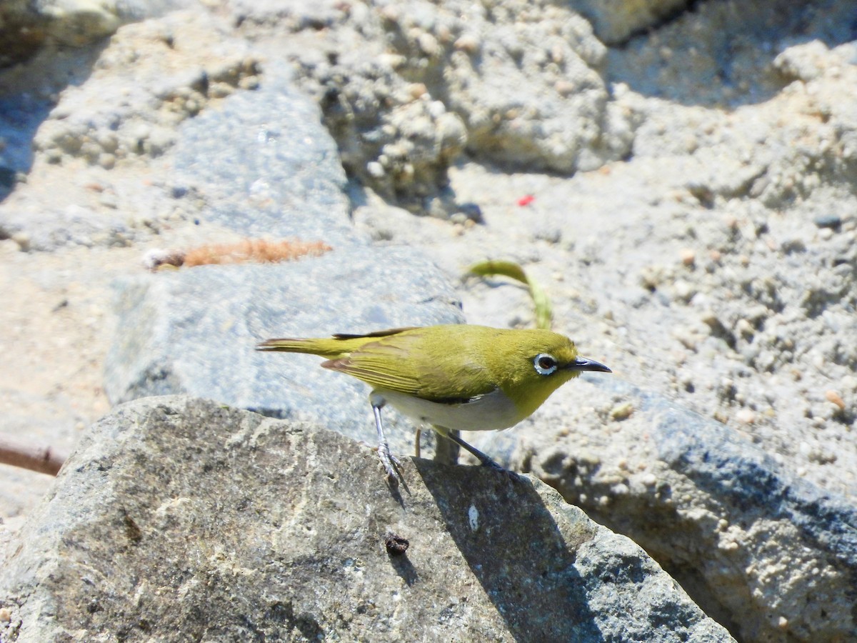 Swinhoe's White-eye - ML571669551