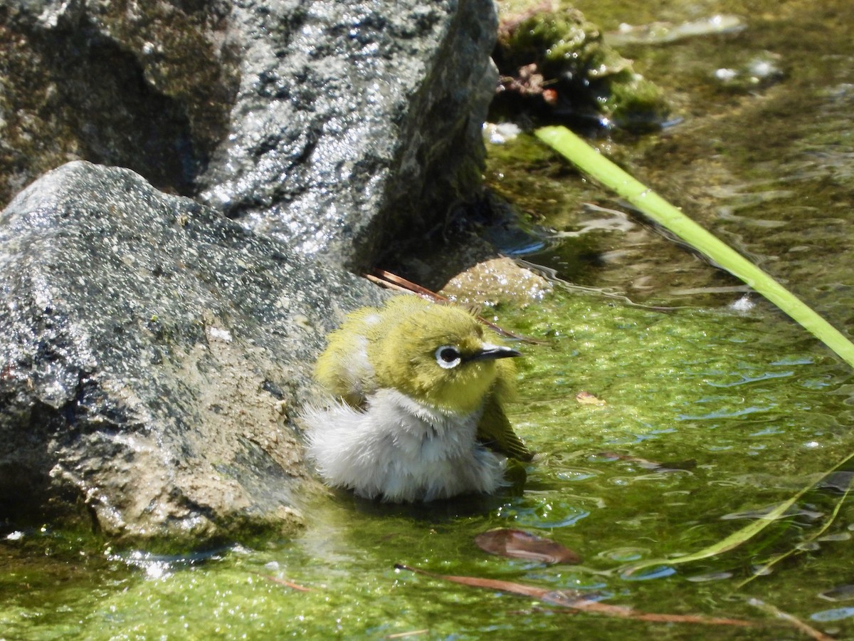 Swinhoe's White-eye - ML571669561