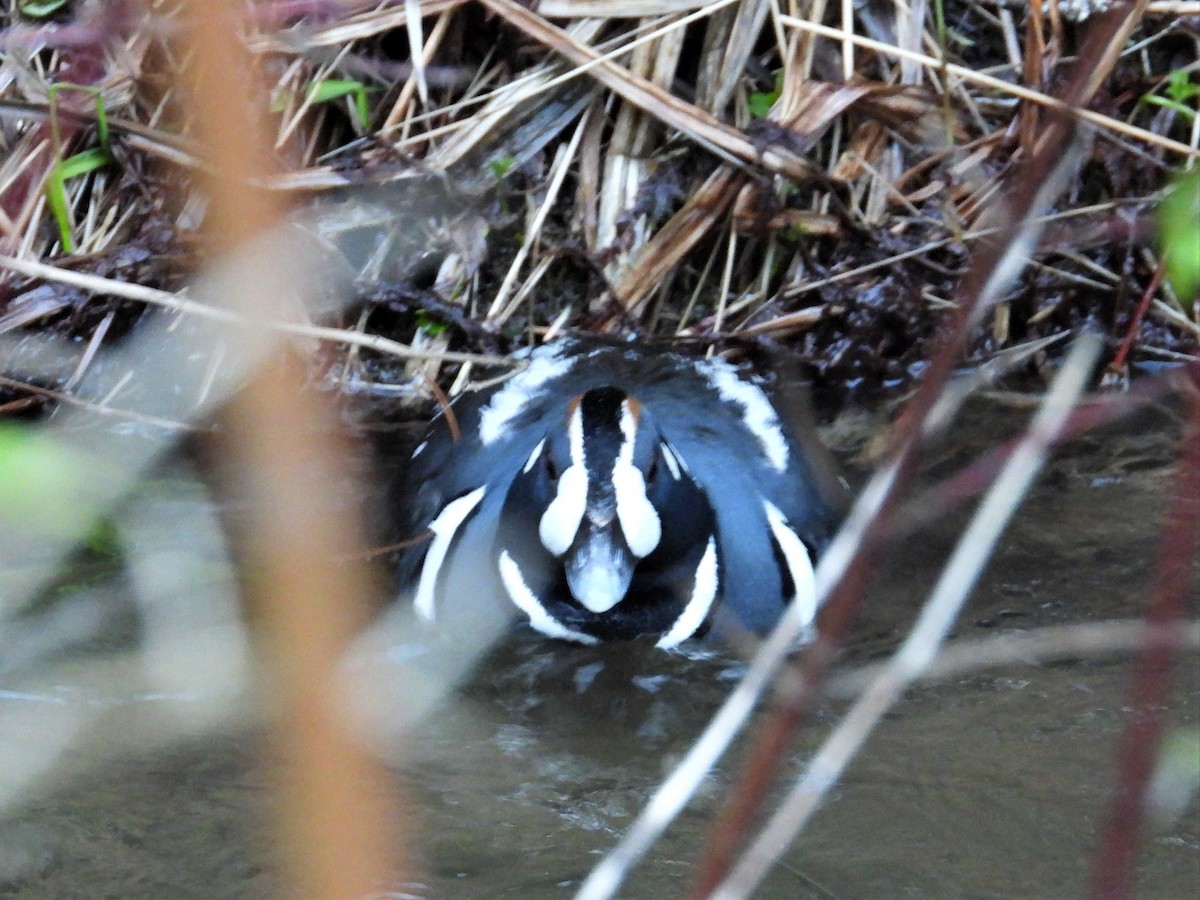 Harlequin Duck - ML571669771