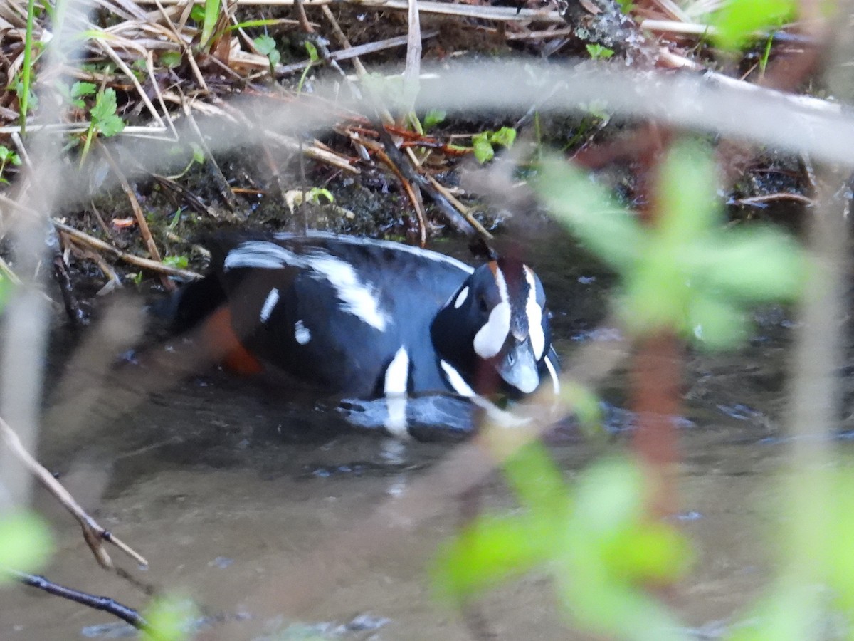 Harlequin Duck - ML571669791