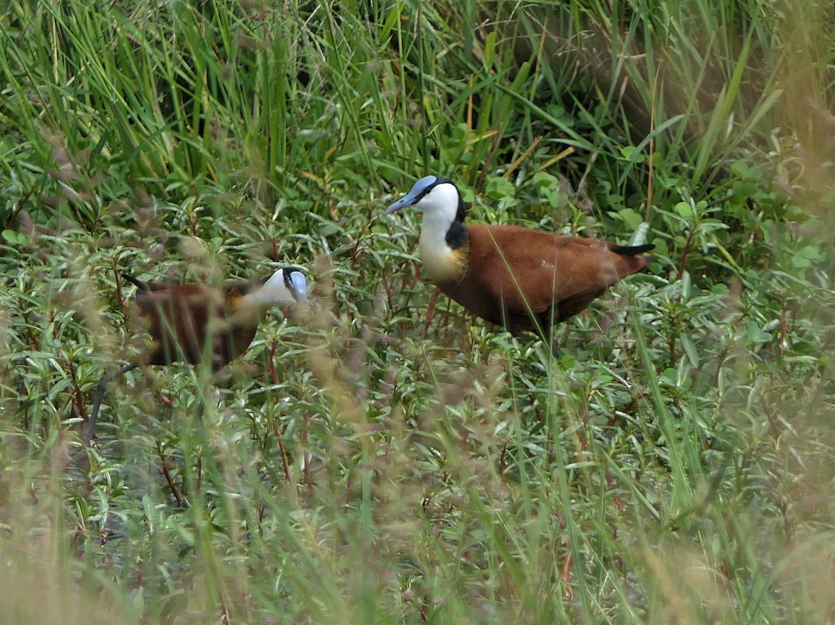 African Jacana - ML571673231