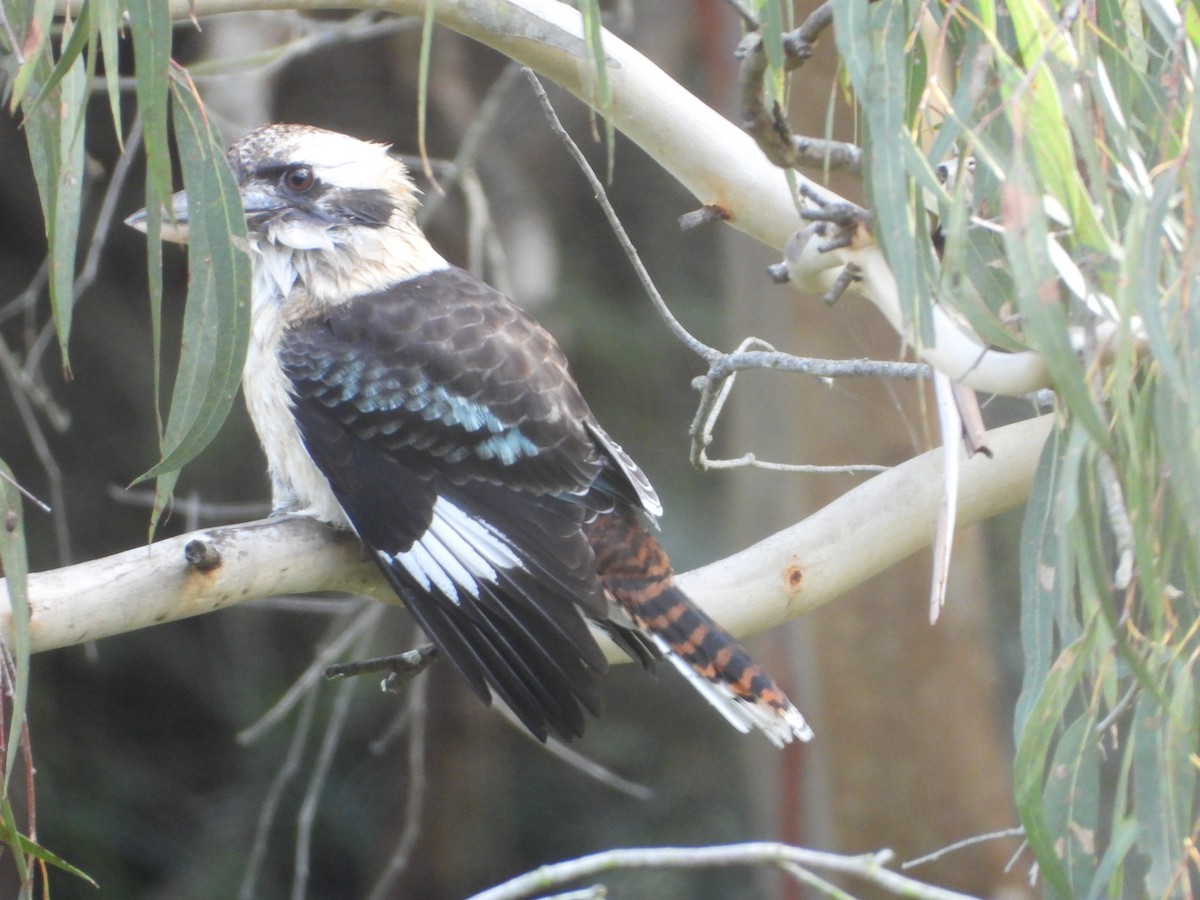 Laughing Kookaburra - ML571673531