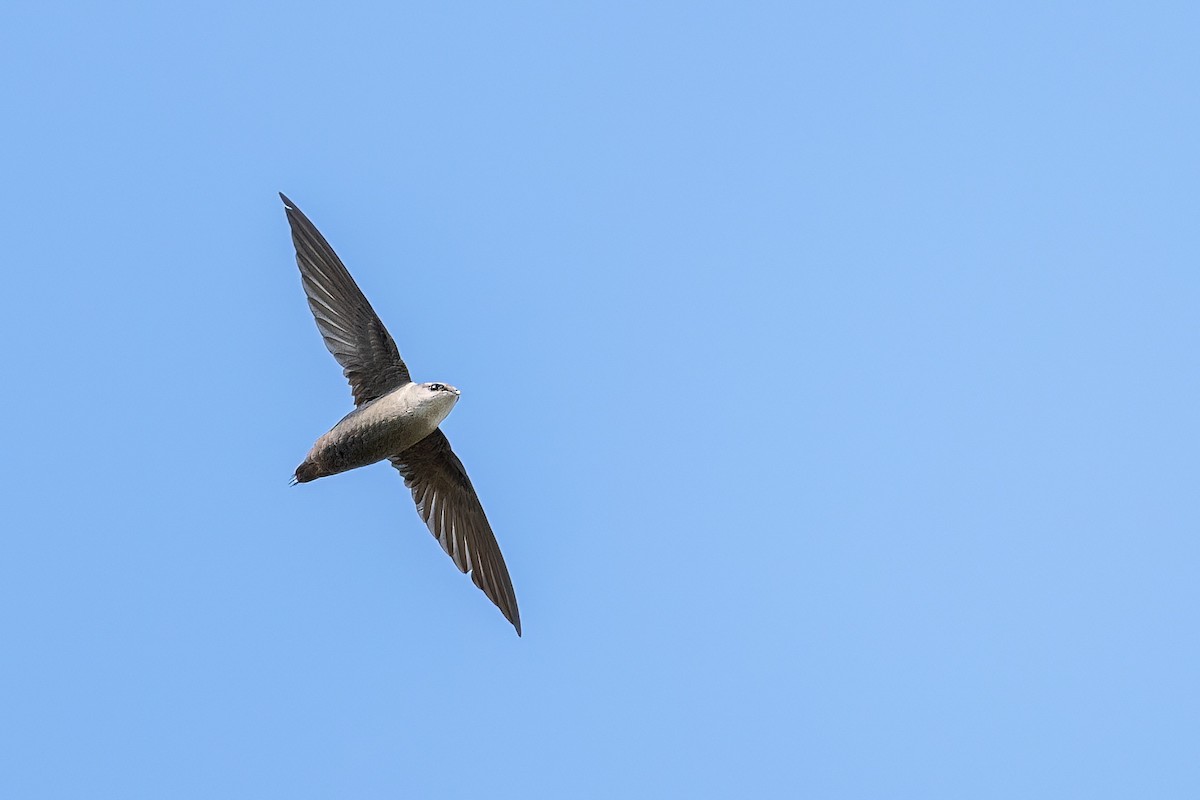 Chimney Swift - Jian Mei