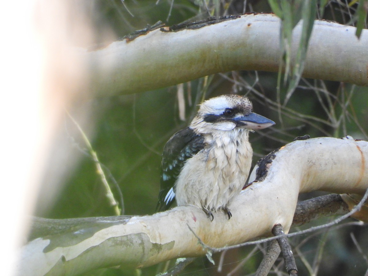 Laughing Kookaburra - ML571673771