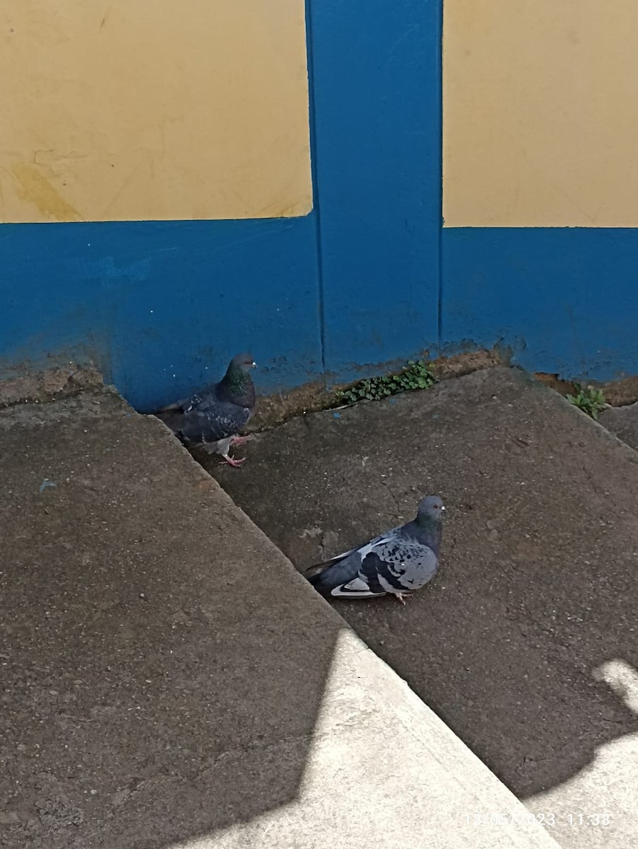 Rock Pigeon (Feral Pigeon) - ML571674161