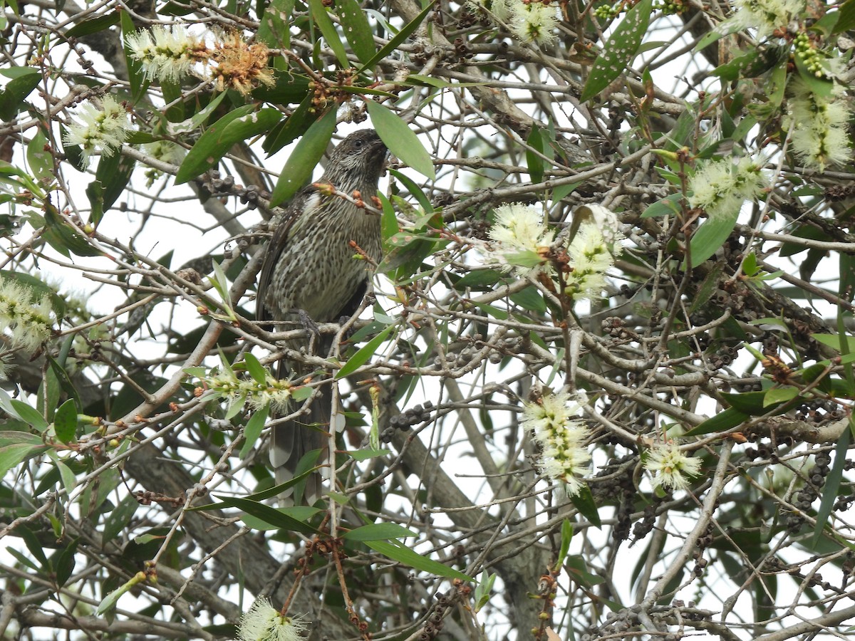 Little Wattlebird - ML571674731