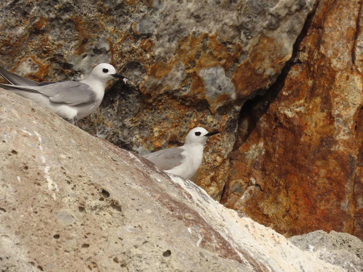 Gray Noddy - Lucy Dean