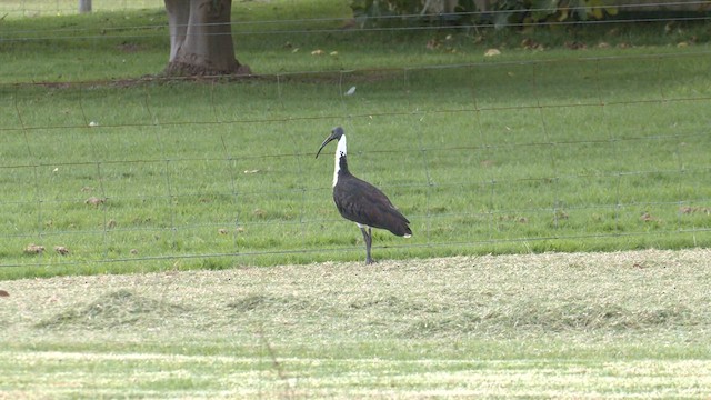 Straw-necked Ibis - ML571675121