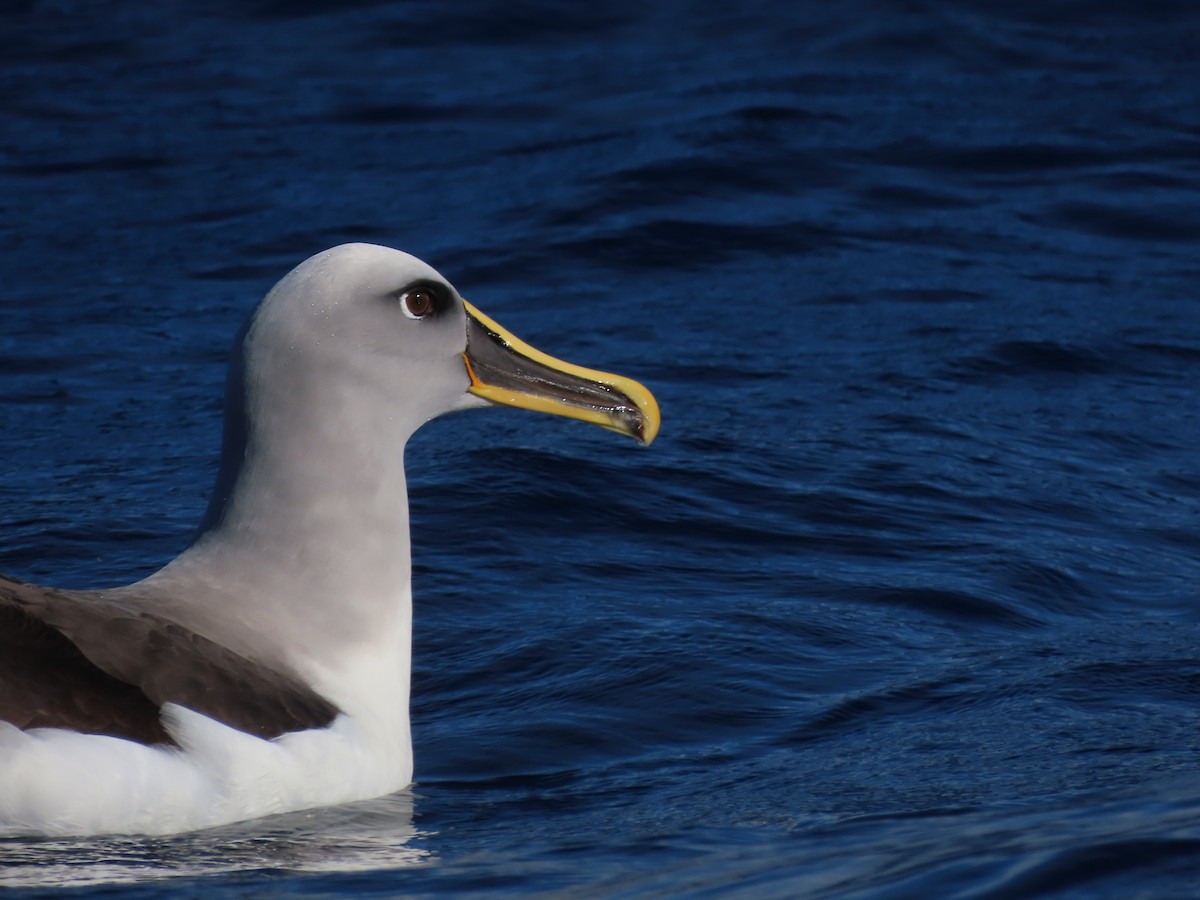 Albatros de Buller - ML571675571