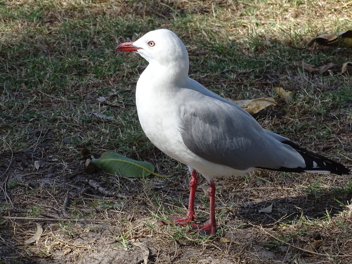 Австралийская чайка - ML571676071