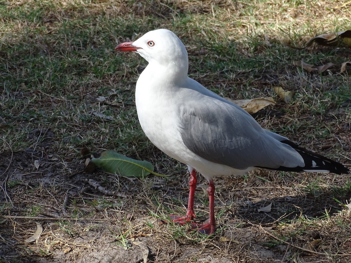 Gaviota Plateada - ML571676071