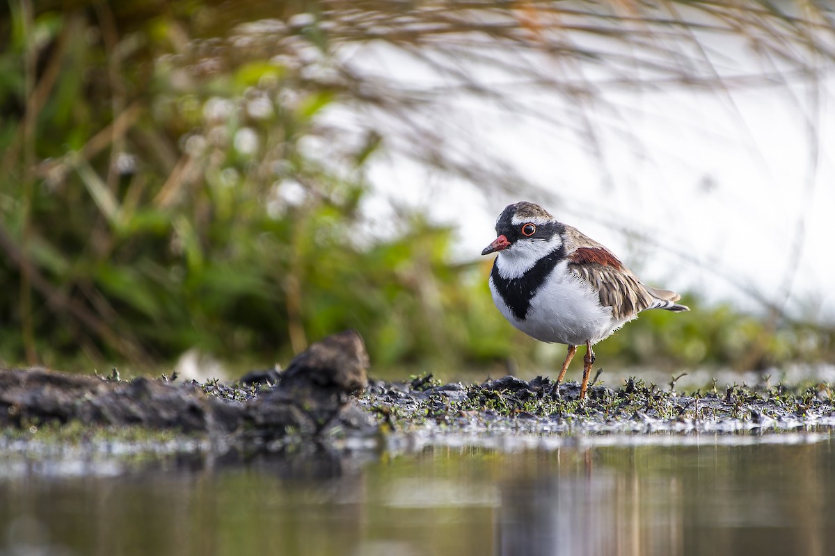 Black-fronted Dotterel - ML571677151