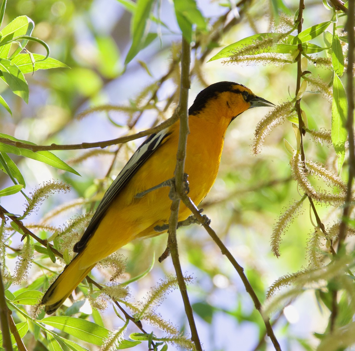 Bullock's Oriole - ML571678621