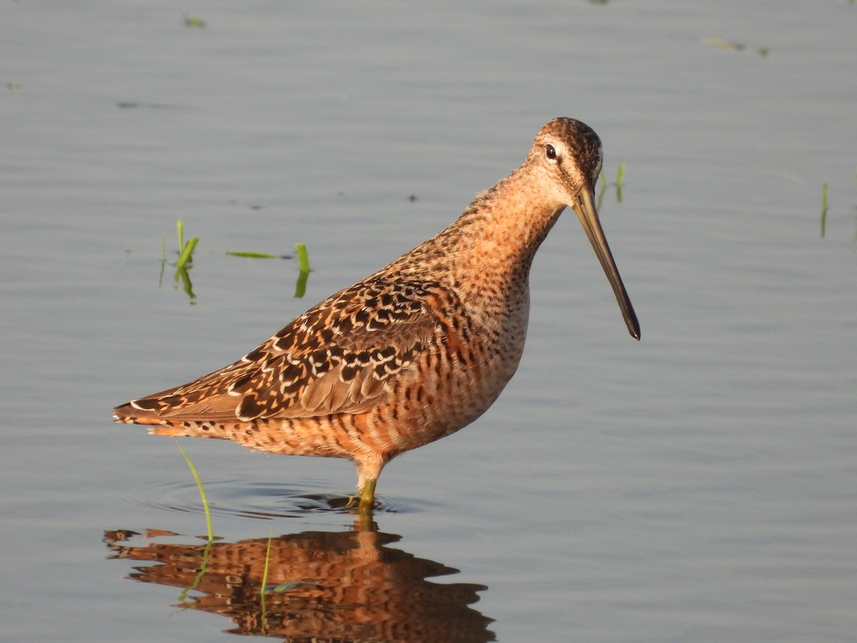 Long-billed Dowitcher - Sheila Burns