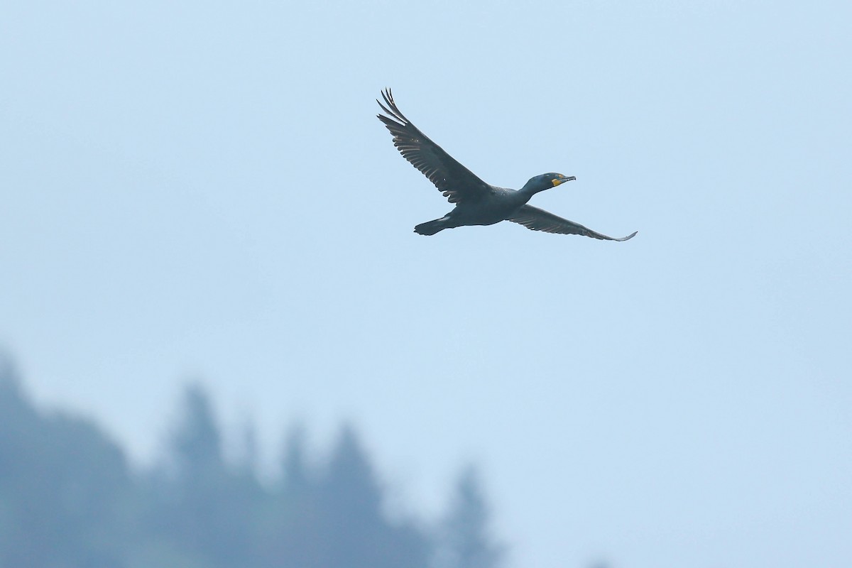 Double-crested Cormorant - ML571679581