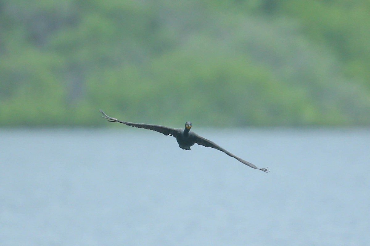 Double-crested Cormorant - ML571679591