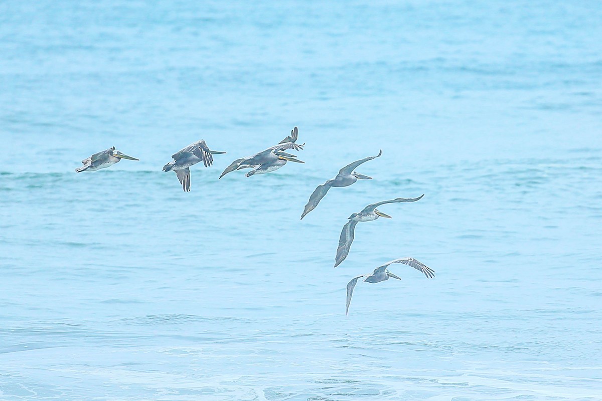 Brown Pelican - ML571679741