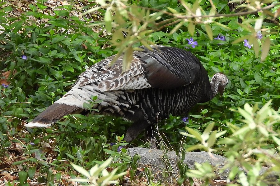 Wild Turkey - ML571679821