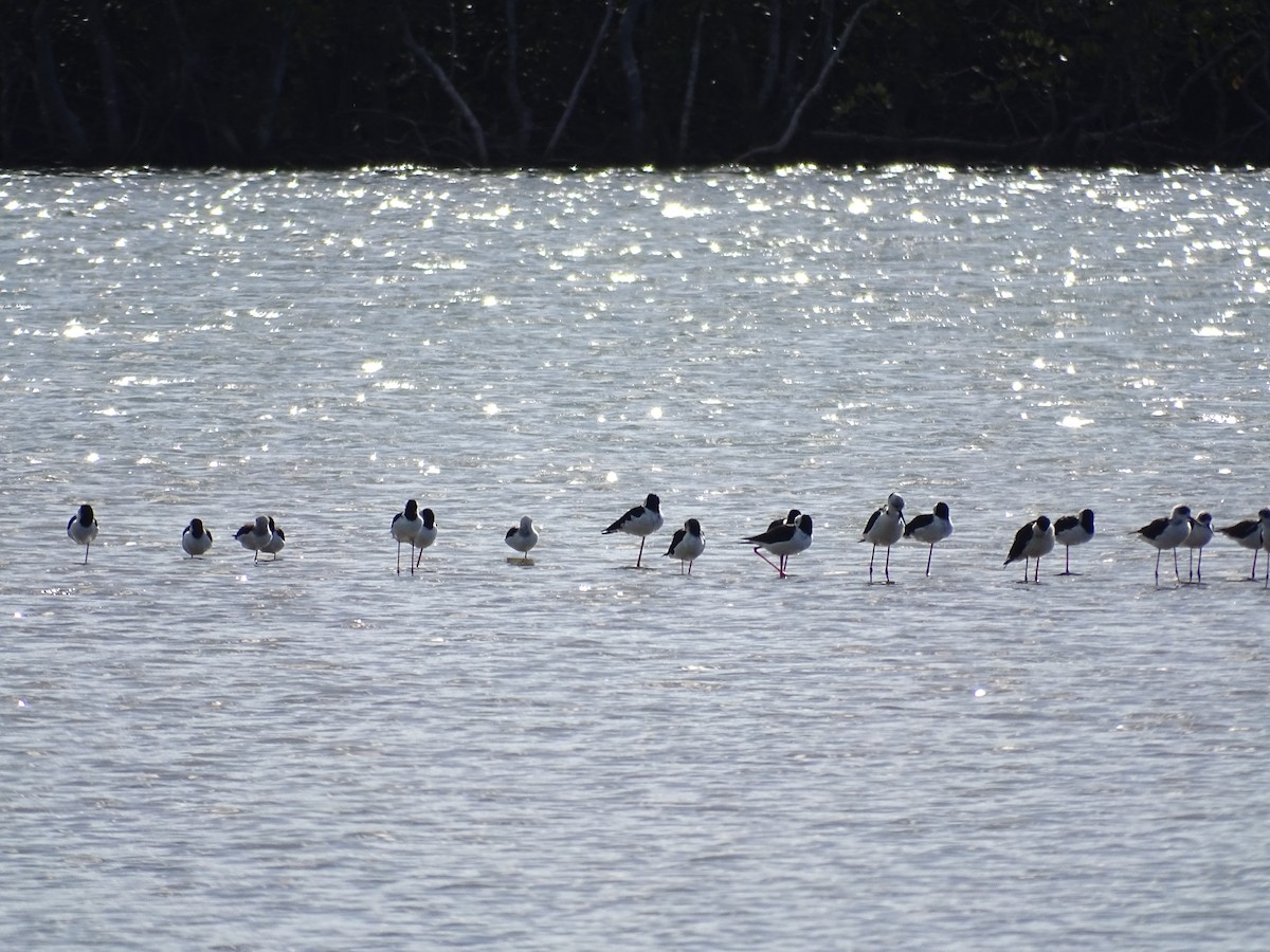 Pied Stilt - ML571679971