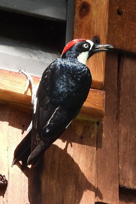 Acorn Woodpecker - ML571680661