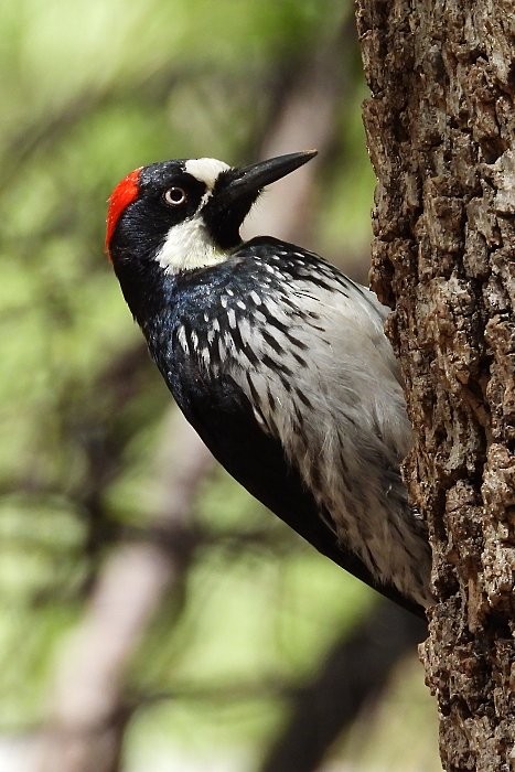 Acorn Woodpecker - ML571680911