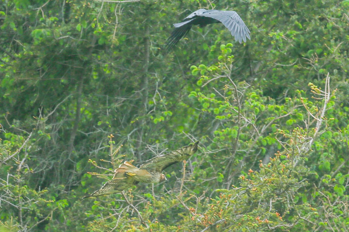 Common Raven - ML571681001