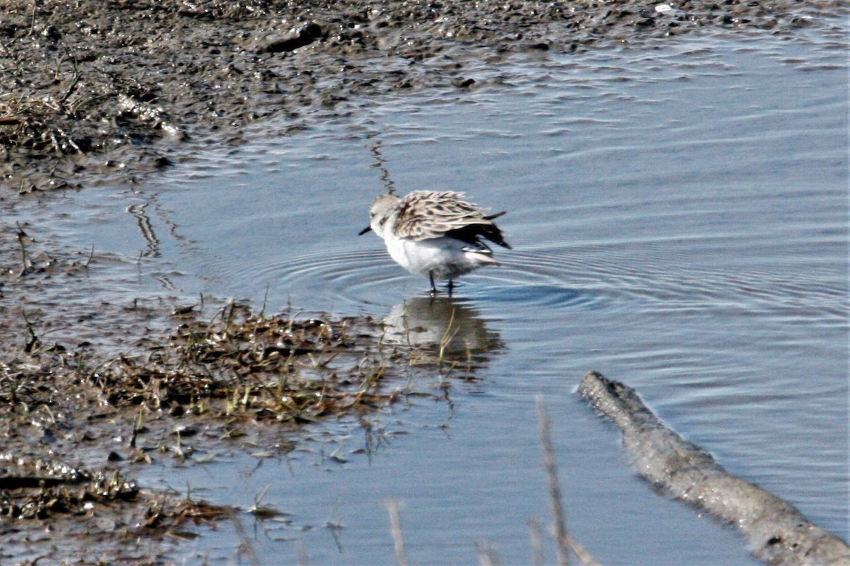 Semipalmated Sandpiper - ML571681111