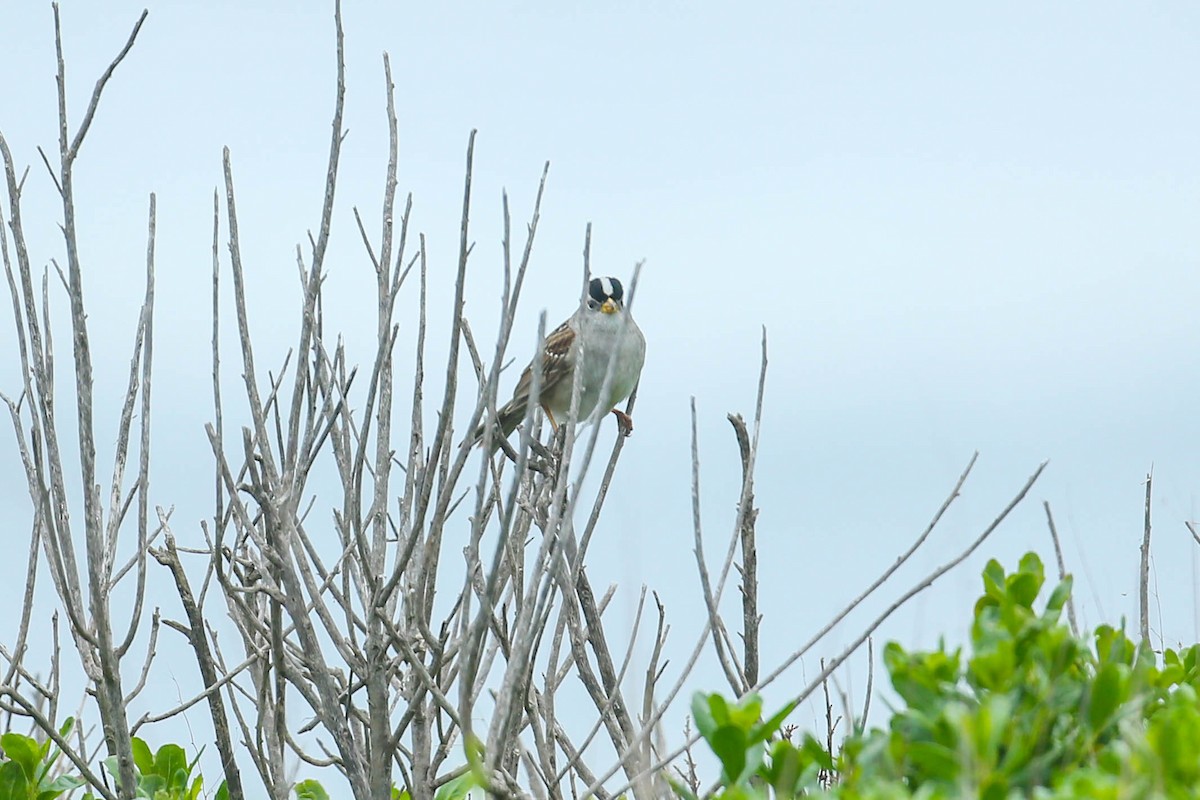 White-crowned Sparrow - Thomas Cooper