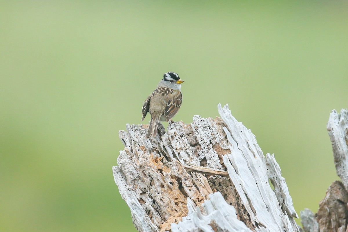 White-crowned Sparrow - ML571681631