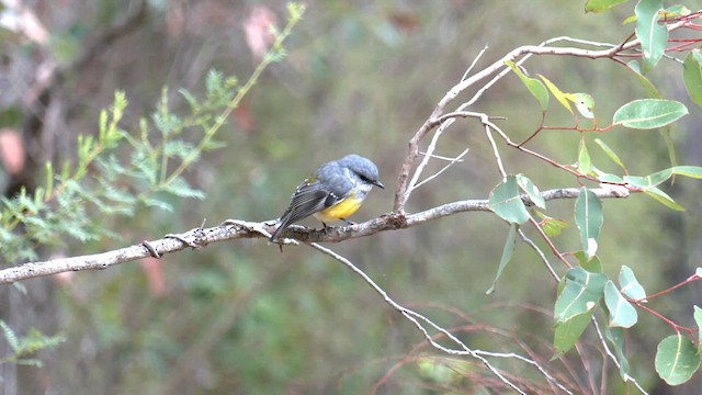 Western Yellow Robin - ML571681741