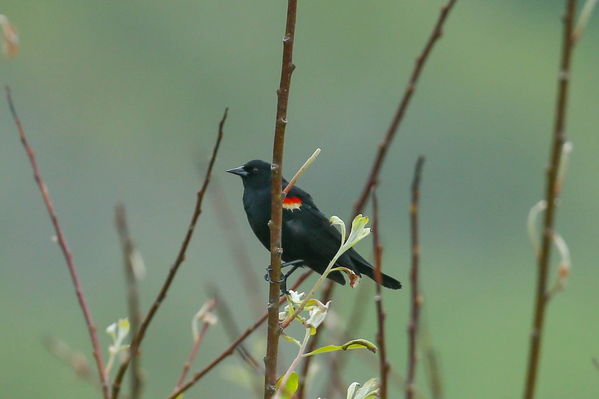 Red-winged Blackbird - ML571681901