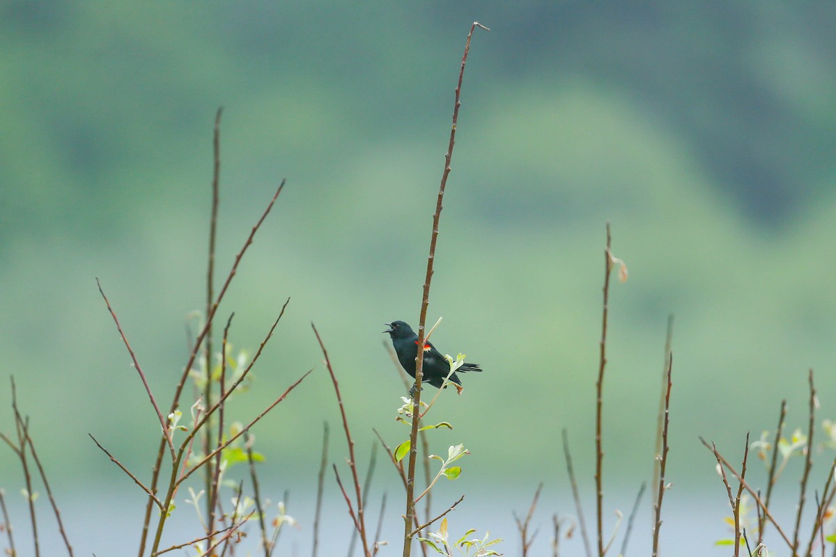 Red-winged Blackbird - ML571681911